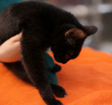Iperaldosteronismo (Aldosteronoma) nel Gatto